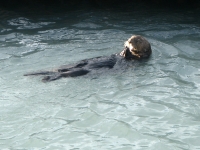 Sea Otter